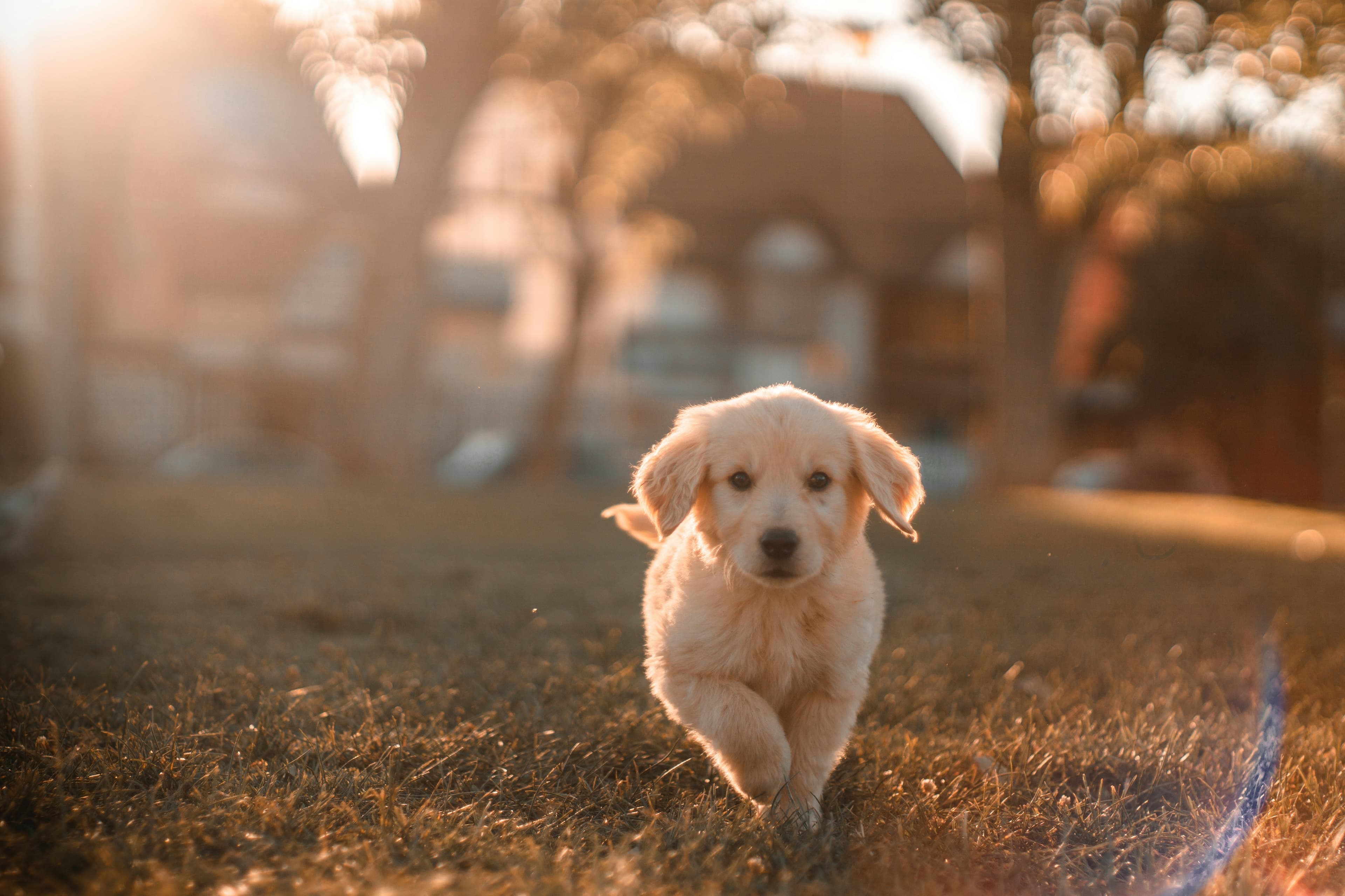 Pet Care